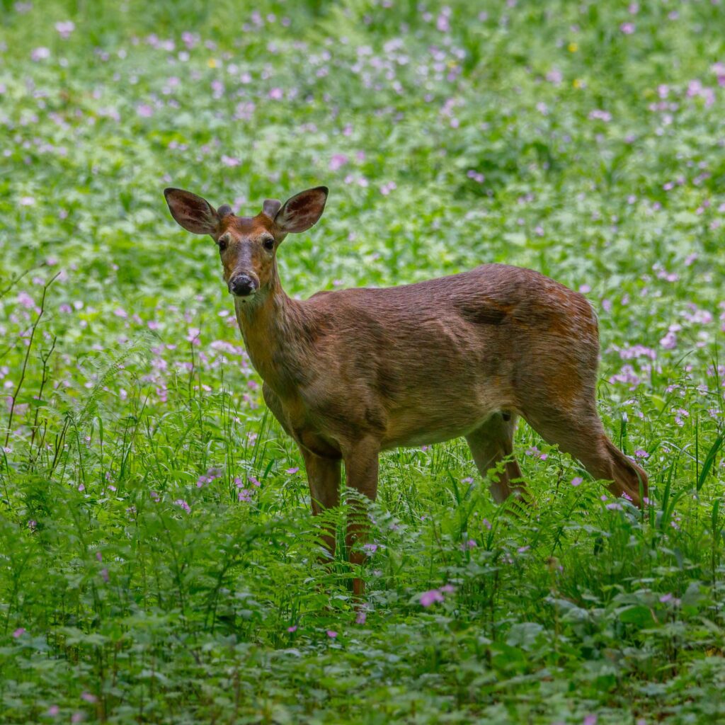 Characteristics Of Pincushion Flowers That Deter Deer