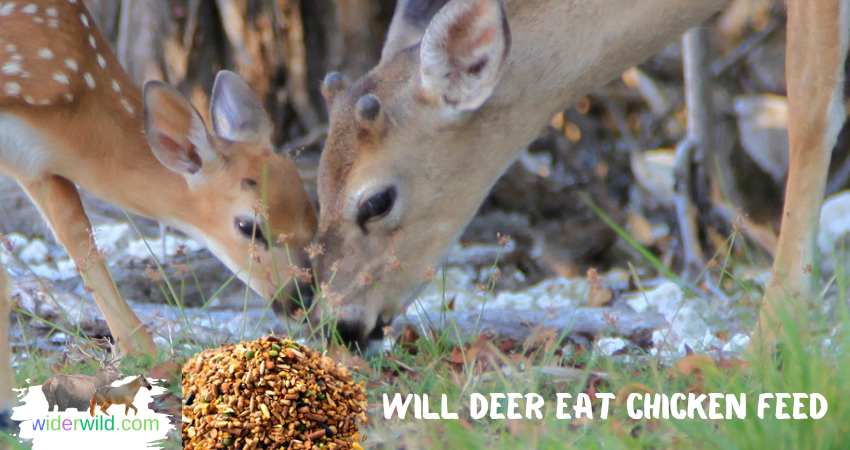 will deer eat chicken feed