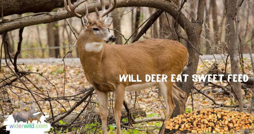 will deer eat sweet feed