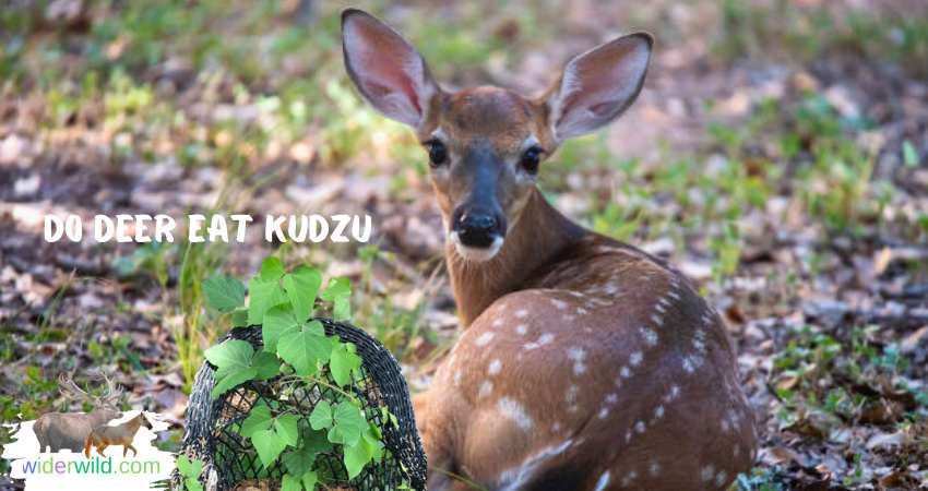 Do Deer Eat Kudzu?