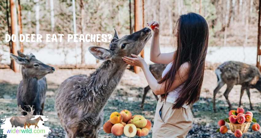 Attracting Deer Using Fruits
