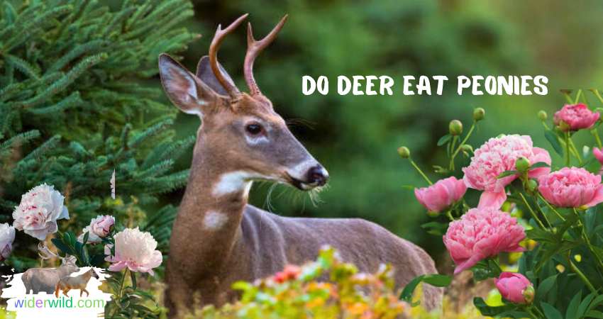 Do Deer Eat Peonies