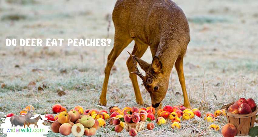 The Role of Fruits in Deer's Overall Health