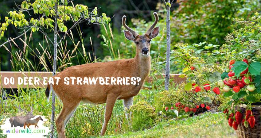 Do Deer Eat Strawberries?