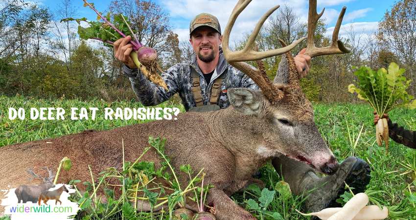Do Deer Eat Radishes?