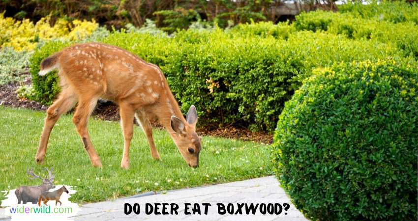 Do Deer Eat Boxwood?