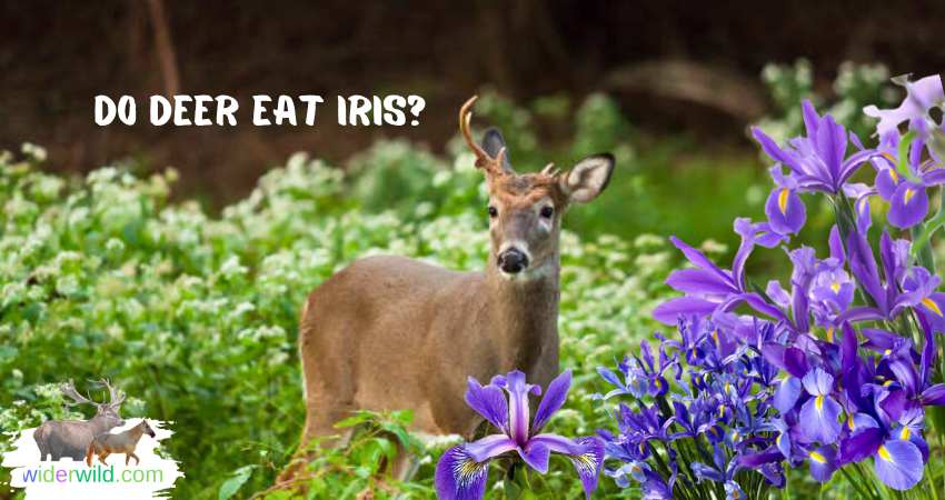 Do Deer Eat Iris?