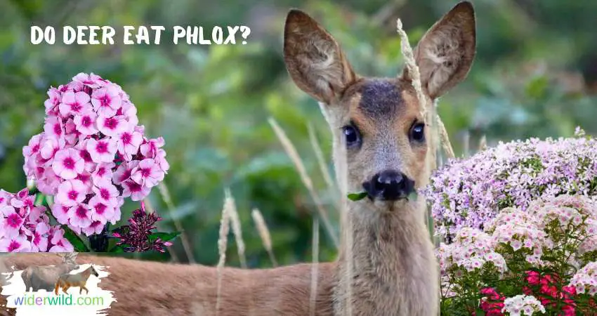 Do Deer Eat Phlox