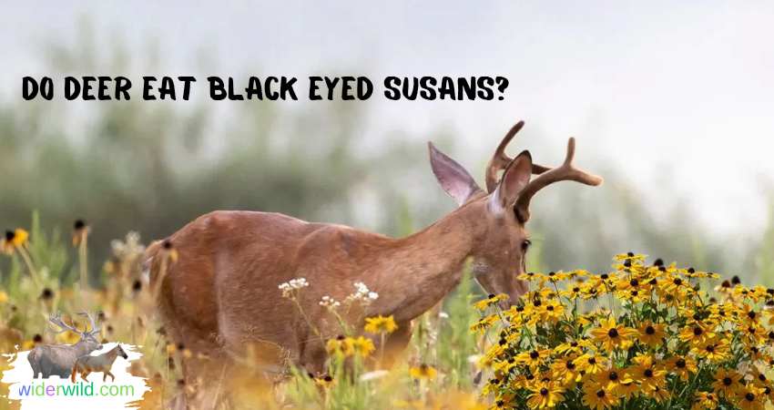The Appeal Of Black-Eyed Susans To Deer