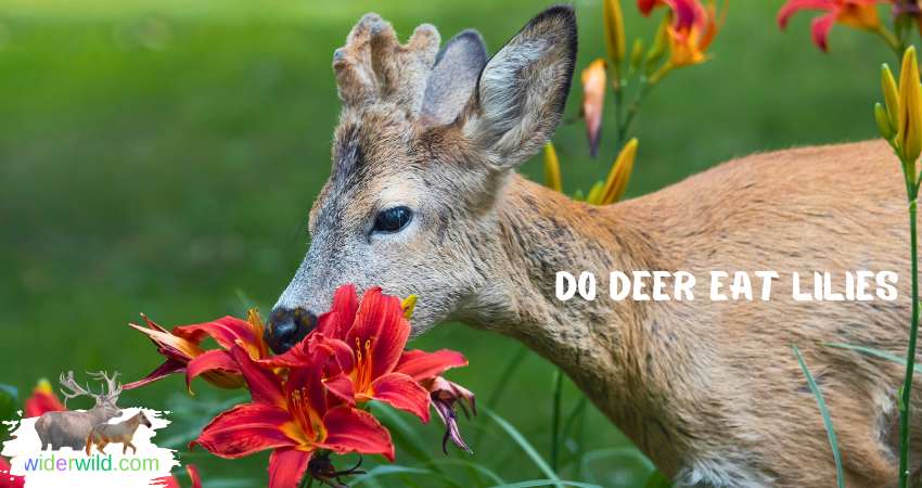 Do Deer Eat Lilies?