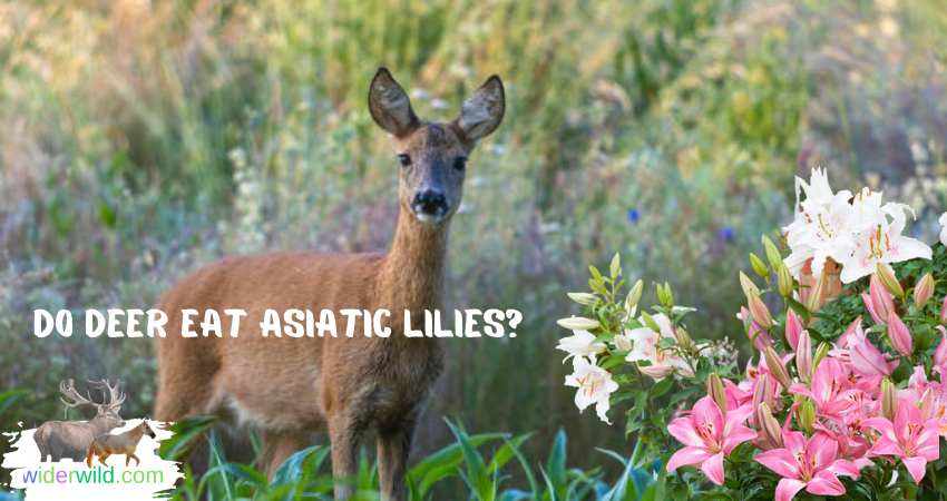 Do Deer Eat Asiatic Lilies?