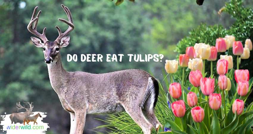 Do Deer Eat Tulips?
