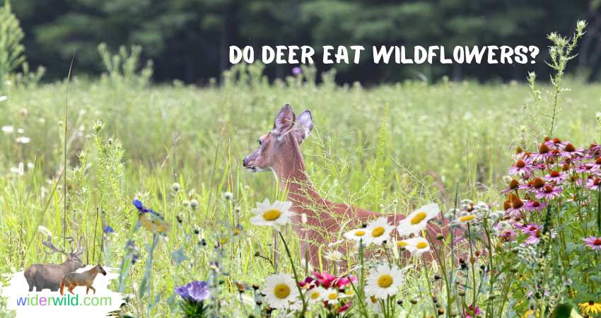 Do Deer Eat Wildflowers?