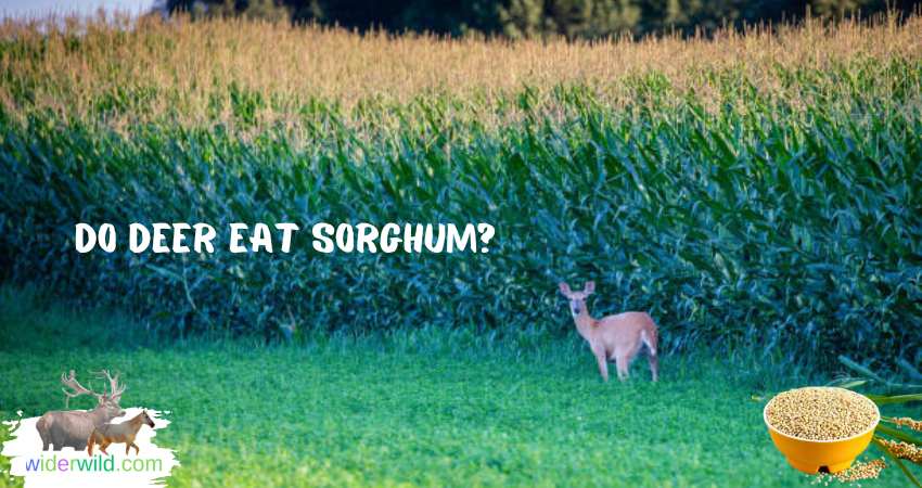 Do Deer Eat Sorghum?
