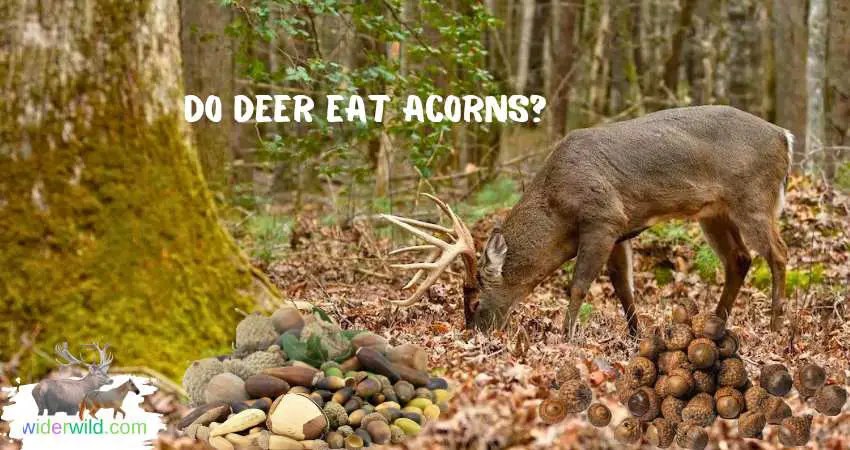 Do Deer Eat Acorns?