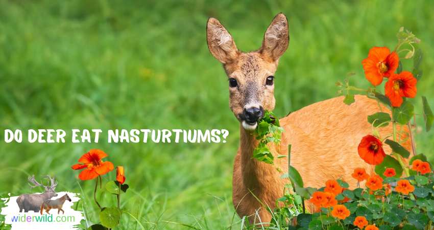 Do Deer Eat Nasturtiums?