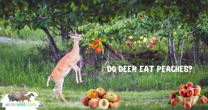 Do Deer Eat Peaches?