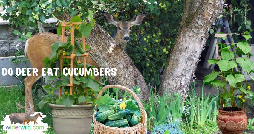 Cucumbers In The Deer Diet: deer eating Cucumbers