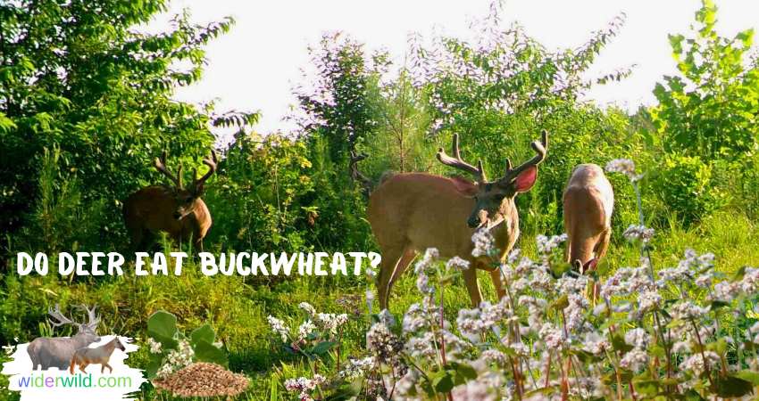 Do Deer Eat Buckwheat