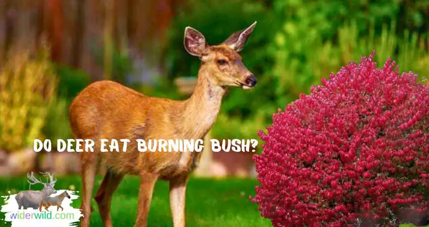 Do Deer Eat Burning Bush