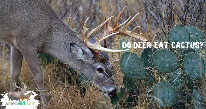 Do Deer Eat Cactus?
