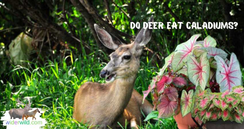 Do Deer Eat Caladiums