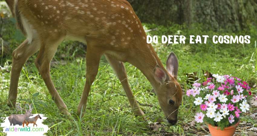 Do Deer Eat Cosmos