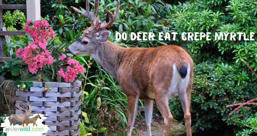 Do Deer Eat Crepe Myrtle