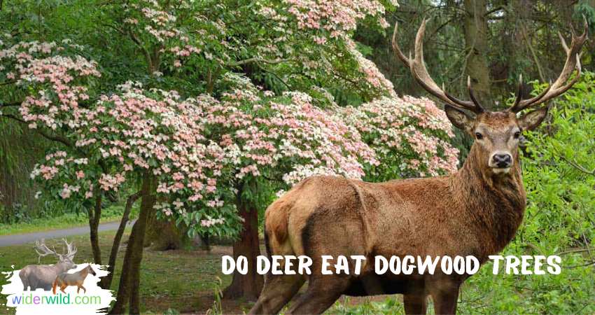 Do Deer Eat Dogwood Trees