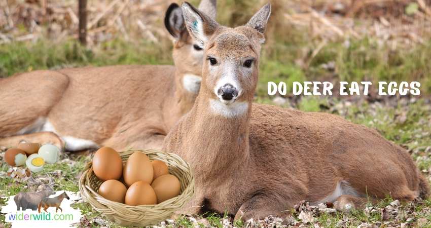 Do Deer Eat Eggs