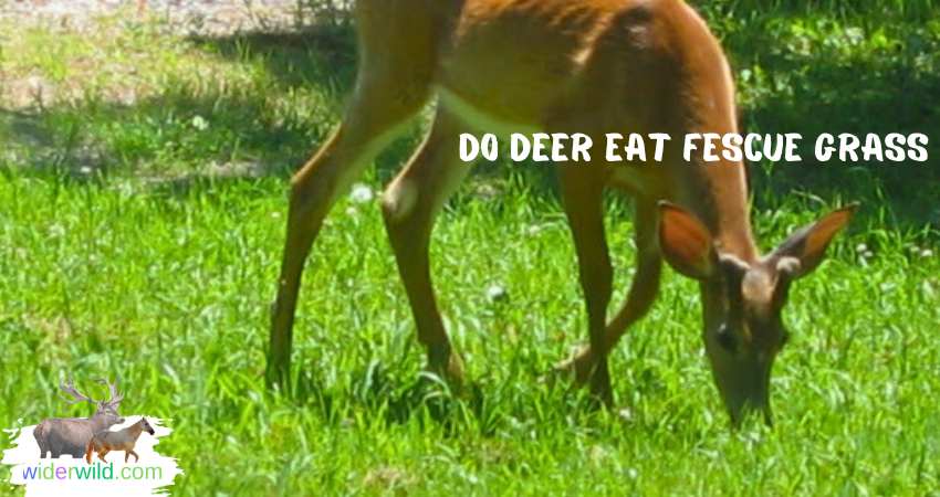 Do Deer Eat Fescue Grass