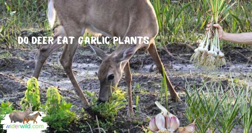 Do Deer Eat Garlic Plants
