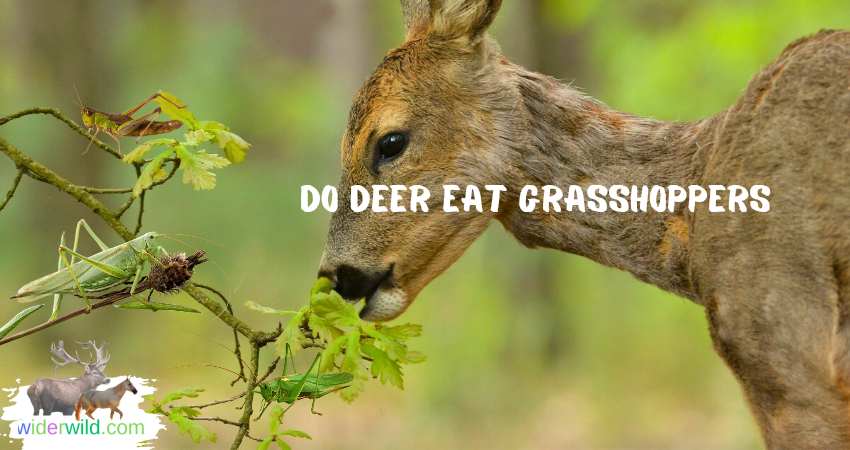 Do Deer Eat Grasshoppers