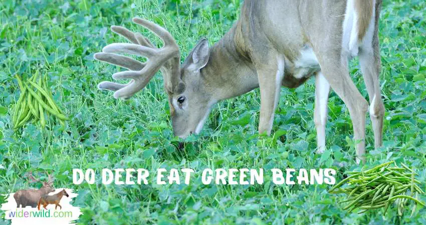 Do Deer Eat Green Beans