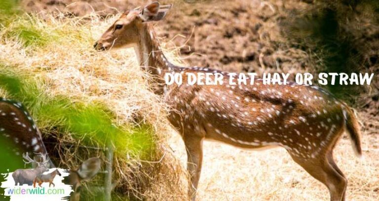 Do Deer Eat Hay Or Straw