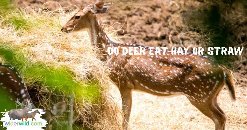 Do Deer Eat Hay Or Straw