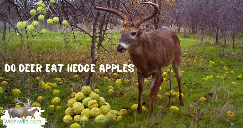 Do Deer Eat Hedge Apples