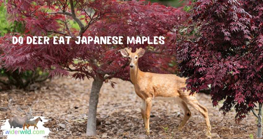 Do Deer Eat Japanese Maples