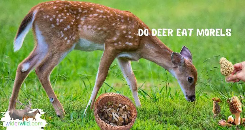Do Deer Eat Morels