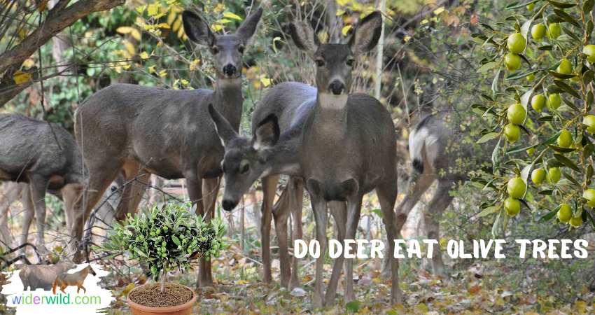 Do Deer Eat Olive Trees