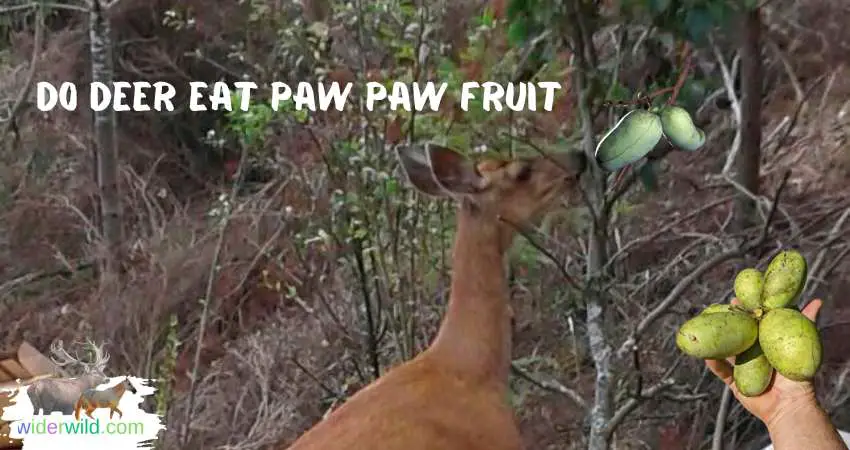 Do Deer Eat Paw Paw Fruit