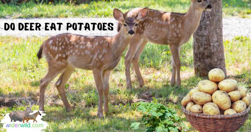 Do Deer Eat Potatoes