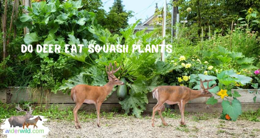 Do Deer Eat Squash Plants