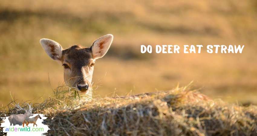 Do Deer Eat Straw