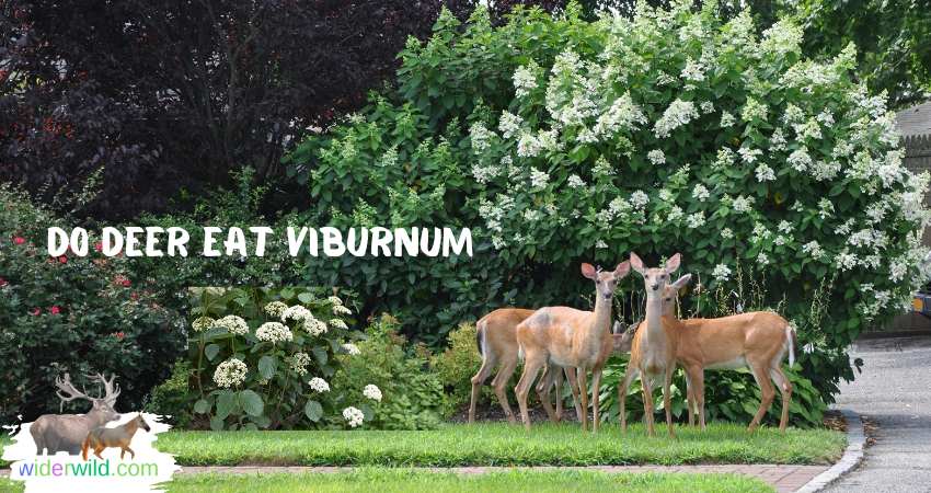 Do Deer Eat Viburnum