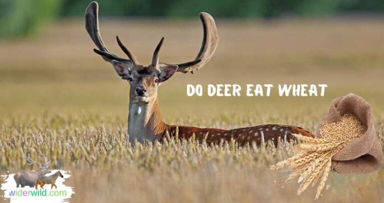 Do Deer Eat Wheat? - widerwild.com