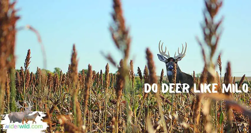 Do Deer Like Milo
