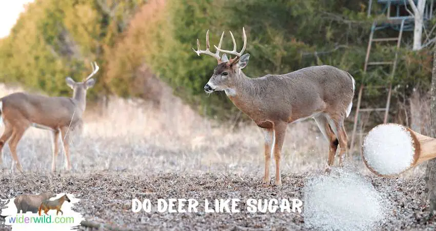 Do Deer Like Sugar