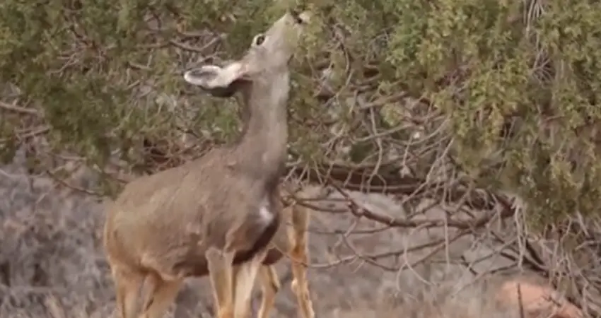 Nutritional Value Of Juniper For Deer