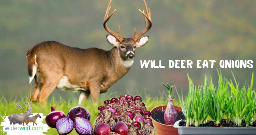 Will Deer Eat Onions
